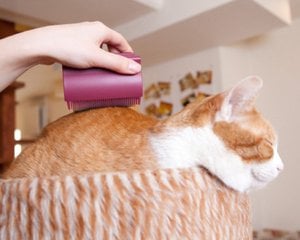 Oppo Groomo Cat Brush